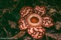 rafflesia haselti