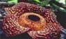 rafflesia pricei