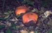 rafflesia_buds.jpg